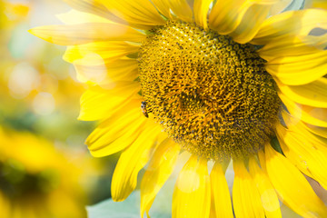 Obraz premium Bee suck sweet liquid nectar pollen from flowers
