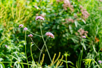 summer meadow with wildflowers
