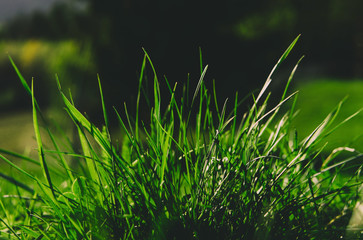Green grass on the sunset