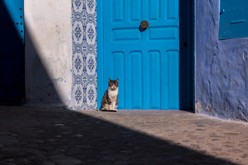 Chefchaouen Cat