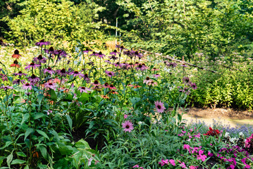 summer meadow with wildflowers
