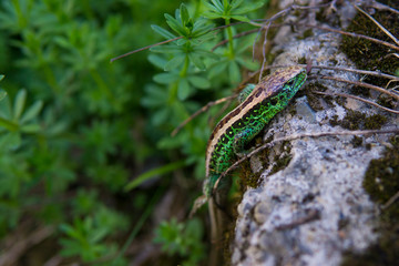 Green lizard on a rock