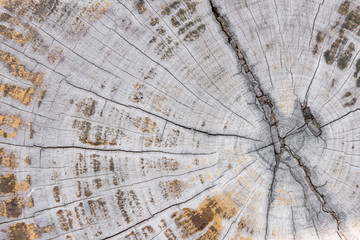 Wood table floor with natural pattern texture. Empty template  wood board can be used as background.