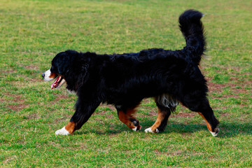 Bernese Mountain Dog