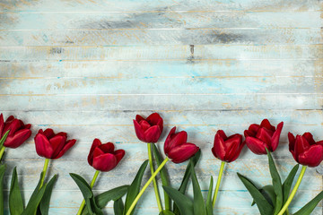 Fototapeta na wymiar red tulips on blue background with copy space , flat lay , top view , international women day concept