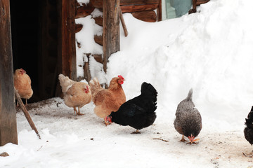 Freerange hens in winter. © flexelf
