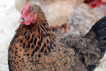 Freerange hens in winter. © flexelf