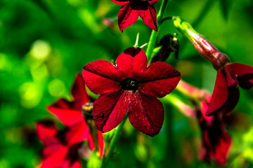 Tobacco flower. Nicotiana alata. Tobacco plant.