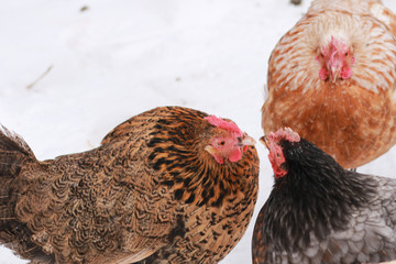 Freerange hens in winter. © flexelf