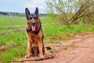 Dog German shepherd with a stick outdoors in a summer
