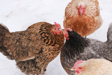 Freerange hens in winter. © flexelf