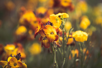 Matthiola incana flowers