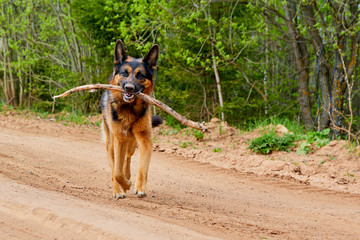 Dog German shepherd with a stick outdoors in a summer
