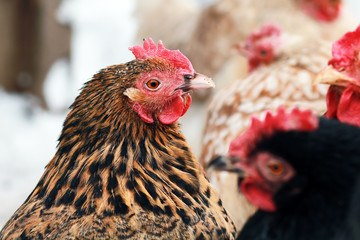 Freerange hens in winter.