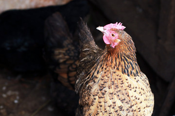 Freerange hens in winter. © flexelf