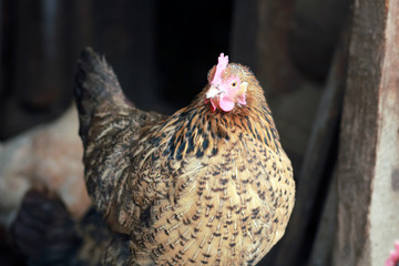 Freerange hens in winter. © flexelf