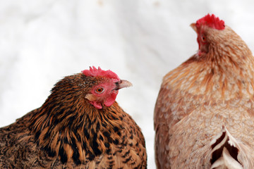 Freerange hens in winter. © flexelf