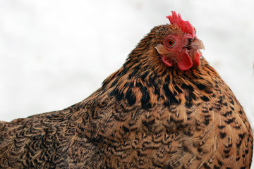 Freerange hens in winter. © flexelf
