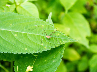 Long legs opiliones spider sitting on green leaf with green unfocused background