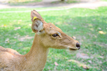 Naklejka na ściany i meble Close up deer at the national park.
