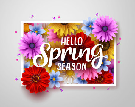 Hello spring vector greeting design. Hello spring season text with colorful daisy and chrysanthemum flowers in white frame background. Vector illustration.