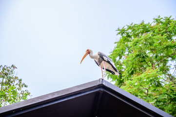 Close up pelican bird at the national park.