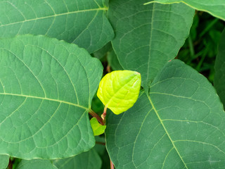 Colorful summer leaves