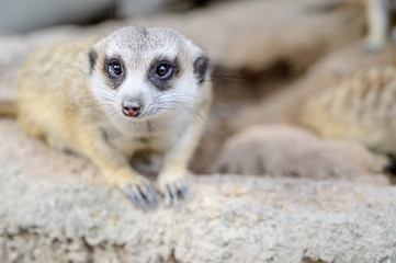 Fototapeta premium Close up meerkat at the national park.