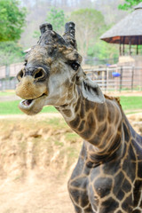 Close up giraffe at the zoo.