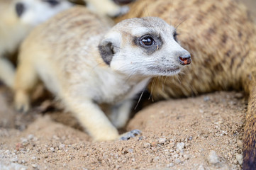 Close up meerkat at the national park.