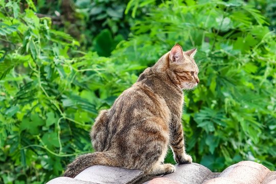 Strayed domestic short hairs cat sitting on roof top looking to hunt for food on tropical green garden background in summer, Selected focus with copy free space for text. Nature texture background