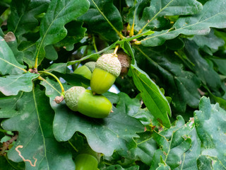 Obraz premium Close-up of acorn