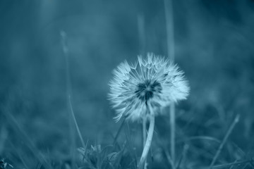 Fototapeta na wymiar art photo of dandelion seeds close up on natural blurred background