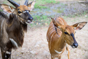 Close up deer at the national park.