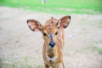 Close up deer at the national park.