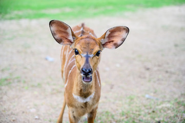 Close up deer at the national park.
