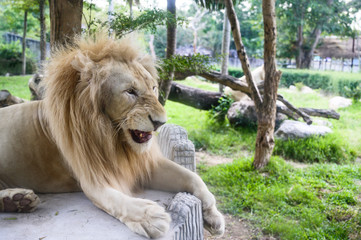Obraz premium Close up lion at the national park.