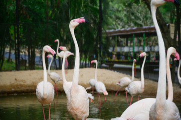 Close up Flamingo at the zoo.