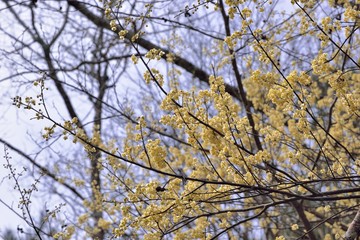 Wild pepper(Litsea cubeba) flower bloom, spire stone in Hsinchu, Taiwan