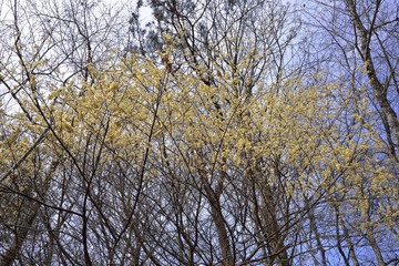 Wild pepper(Litsea cubeba) flower bloom, spire stone in Hsinchu, Taiwan