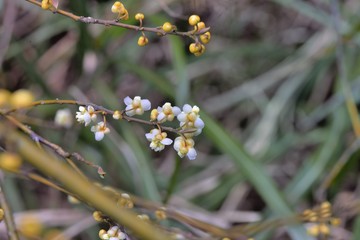 Wild pepper(Litsea cubeba) flower bloom, spire stone in Hsinchu, Taiwan