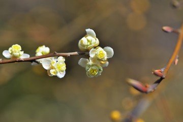 Wild pepper(Litsea cubeba) flower bloom, spire stone in Hsinchu, Taiwan