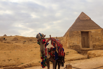 Camel on the Giza pyramid background