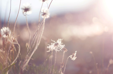 Fototapeta premium Blowball