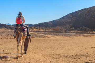 Young woman tourist riding camel in Arabian desert, Egypt