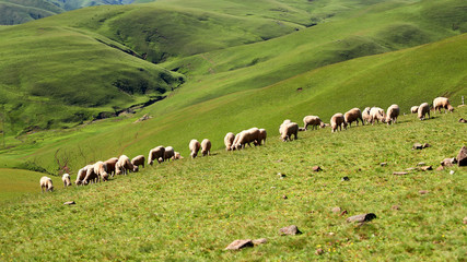 Green meadow with flock of sheep at Huizher Mountains of Kunming, Yunnan, China 