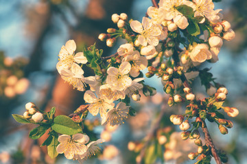 Cherry blossom, spring outdoor background