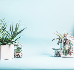 Trending home plant decor. Green house plants in pots, glass terrarium and jars on table at pastel blue background. Various succulent and cactus plants in glass bowls. Modern indoor plants concept
