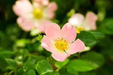 Obraz na płótnie Canvas Pink rosehip flower on a background of green leaves