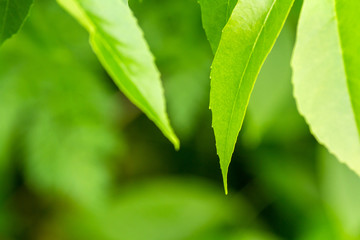 Green leaves on a blurred background